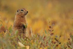 Arctic ground squirrel   - Gabriel Pitras