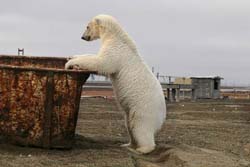 Ours blanc en ville  - Gabriel Pitras