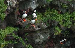 Puffin - Laurent Ceresoli