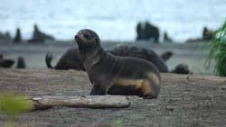 Fur seal - Laurent Ceresoli