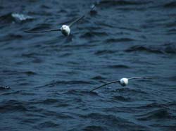 Petrels - Laurent Ceresoli