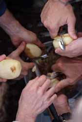 Potatoes-Photo Vincent Berthet