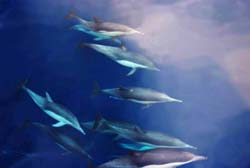 Dolphins along baja California - Vincent Berthet