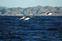 Pelicans  - Vincent Berthet