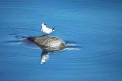 Tern on a turtle  - Vincent Berthet
