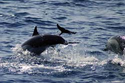 Dolphins - Vincent Berthet