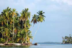 Coconut trees - Vincent Berthet