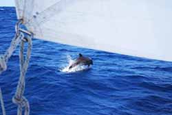 Dolphin  - Vincent Berthet