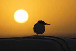 Bird  - Vincent Berthet