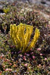 Arctic Flora-Photo Delphine Maratier