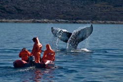 Baleine &agrave; bosse. Aasiaat, baie de Disco. Photo Helga Lylia