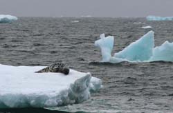 Hooded seal - Gabriel Pitras