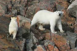Polar bear mother and calf   - Gabriel Pitras