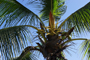 Cocotier / Coconut tree - Jean Rio