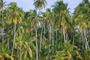 Cocotiers / Coconut trees Vincent Berthet