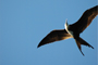 Fr&eacute;gate / Frigatebird - Vincent Berthet