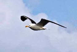 Surfiing-Photo Vincent Berthet