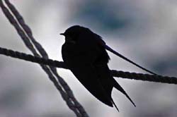 Hirondelle-Photo Olivier Pitras