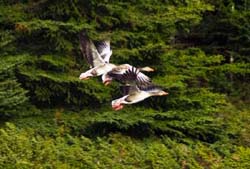 Geese flying-Photo Vincent Berthet